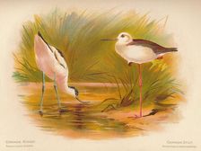 Common Avocet (Recurvirostra avocetta), Common Stilt (Himantopus melanopterus) 1900, (1900). Artist: Charles Whymper