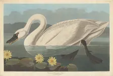 Common American Swan, 1838. Creator: Robert Havell