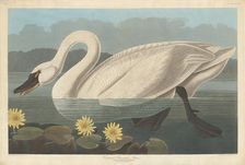 Common American Swan, 1838. Creator: Robert Havell