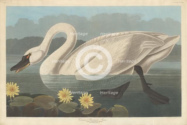 Common American Swan, 1838. Creator: Robert Havell.