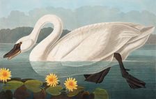 Common American Swan, Cygnus Americanus, 1845
