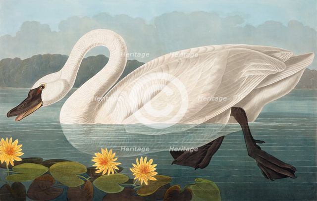 Common American Swan,  Cygnus Americanus, 1845.