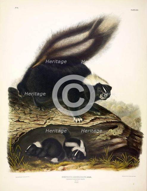 Common American Skunk, Mephitis Americana, 1845.