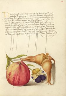 Common Apple, European Wild Pansy, and Giant Filbert, 1561-1562; illumination added 1591-1596. Creator: Joris Hoefnagel