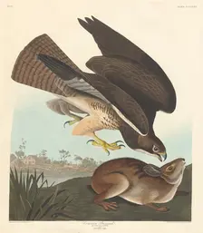 Common Buzzard, 1837. Creator: Robert Havell