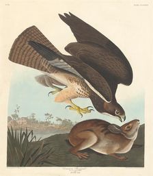 Common Buzzard, 1837. Creator: Robert Havell