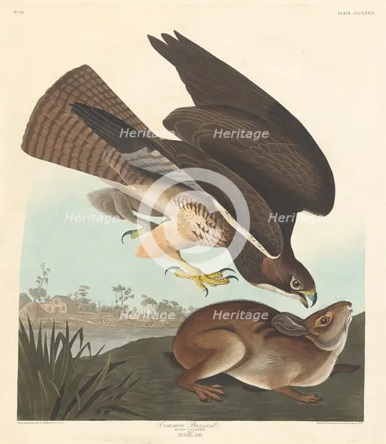 Common Buzzard, 1837. Creator: Robert Havell.