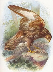 Common Buzzard - Bu'teo vulga'ris c1910, (1910). Artist: George James Rankin