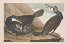 Common Cormorant, 1835. Creator: Robert Havell