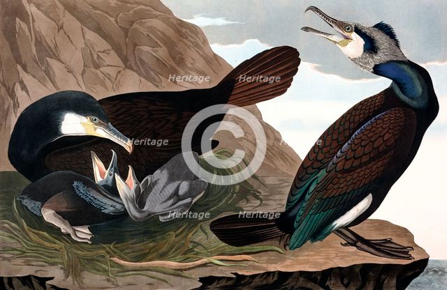Common Cormorant,  Phalacrocorax Carbo, 1845.
