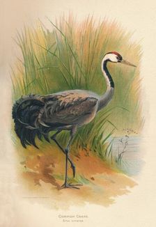 Common Crane (Grus cinerea) 1900, (1900). Artist: Charles Whymper