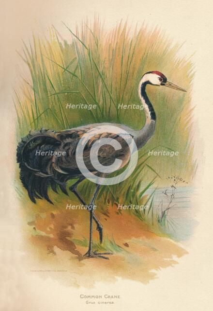 'Common Crane (Grus cinerea)', 1900, (1900). Artist: Charles Whymper.