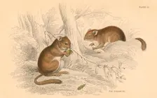 Common dormouse (Muscardinus arvellanarius), hibernating rodent, 1828. Creator: Unknown