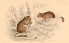 Common dormouse (Muscardinus arvellanarius), hibernating rodent, 1828. Creator: Unknown