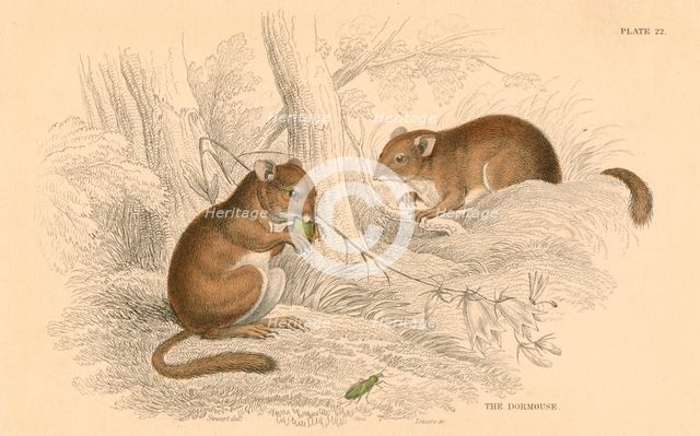 Common dormouse (Muscardinus arvellanarius), hibernating rodent, 1828.  Creator: Unknown.
