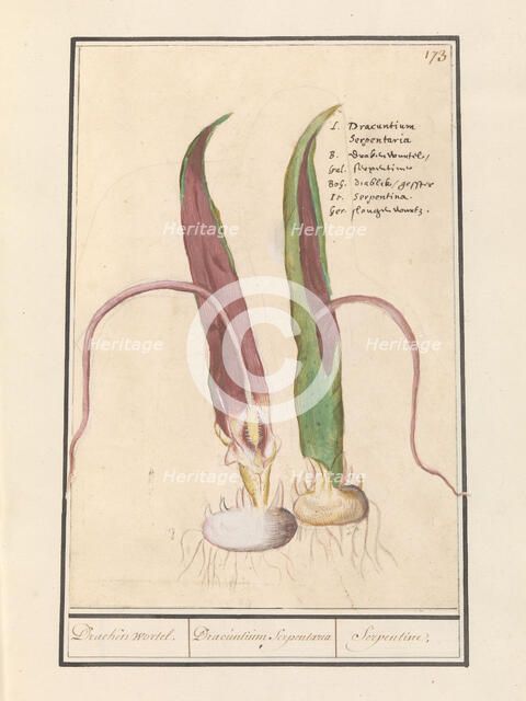 Common Dracunculus, 1596-1610. Creators: Anselmus de Boodt, Elias Verhulst.