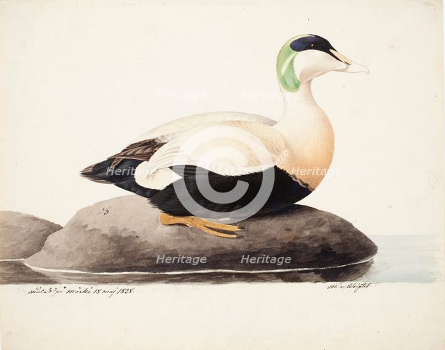 Common Eider, Male, 1828. Creator: Magnus von Wright.
