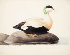 Common Eider, Male, 1828. Creator: Magnus von Wright