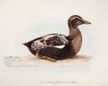 Common Eider, Old Male in Summer, 1865. Creator: Magnus von Wright