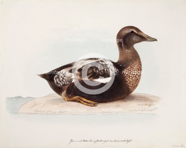 Common Eider, Old Male in Summer, 1865. Creator: Magnus von Wright.