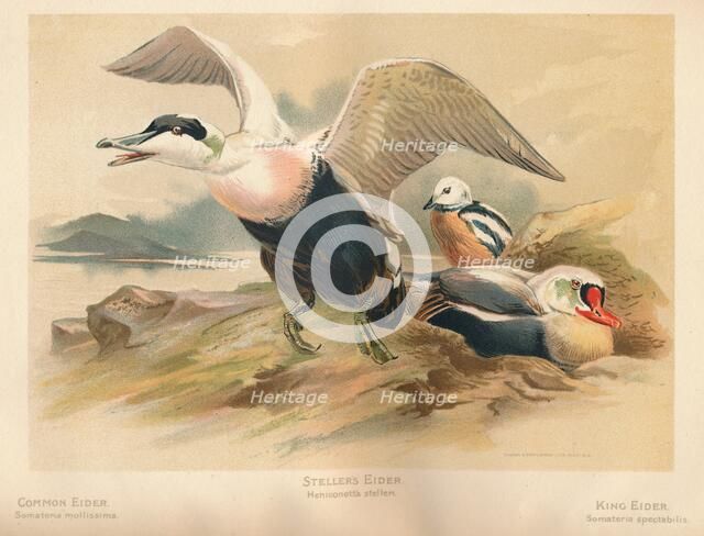 'Common Eider (Somateria mollissima), Steller's Eider (Heniconnetta stelleri), King Eider (Somateria Artist: Charles Whymper.