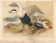 Common Eider (Somateria mollissima), Steller's Eider (Heniconnetta stelleri), King Eider (Somateria Artist: Charles Whymper
