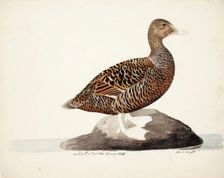 Common Eider; unfnished, 1828. Creator: Magnus von Wright