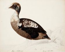 Common Eider; unfinished, 1852. Creator: Magnus von Wright