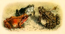 Common Frogs 1908, (1943). Creator: Unknown