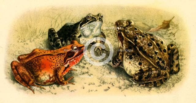 'Common Frogs', 1908, (1943).  Creator: Unknown.
