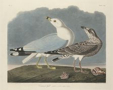 Common Gull, 1834. Creator: Robert Havell