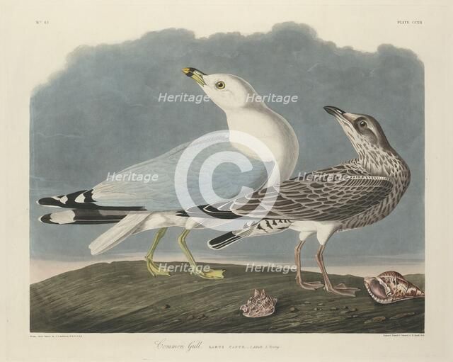 Common Gull, 1834. Creator: Robert Havell.