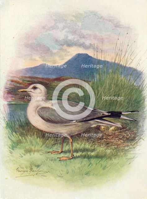 'Common Gull - Lar'us can'us', c1910, (1910). Artist: George James Rankin.