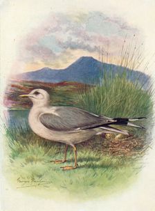 Common Gull - Lar'us can'us c1910, (1910). Artist: George James Rankin