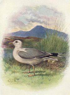 Common Gull - Lar'us can'us c1910, (1910). Artist: George James Rankin