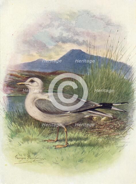 'Common Gull - Lar'us can'us', c1910, (1910). Artist: George James Rankin.