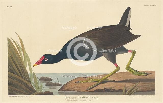 Common Gallinule, 1835. Creator: Robert Havell.