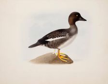 Common Goldeneye, 1836. Creator: Magnus von Wright