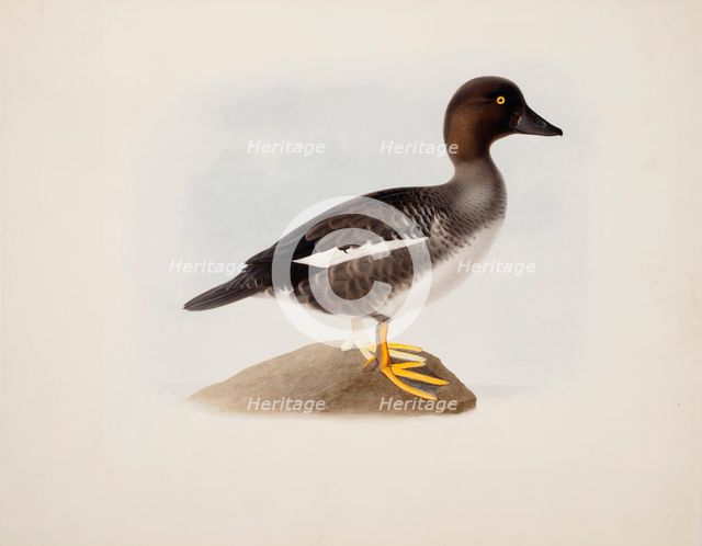 Common Goldeneye, 1836. Creator: Magnus von Wright.