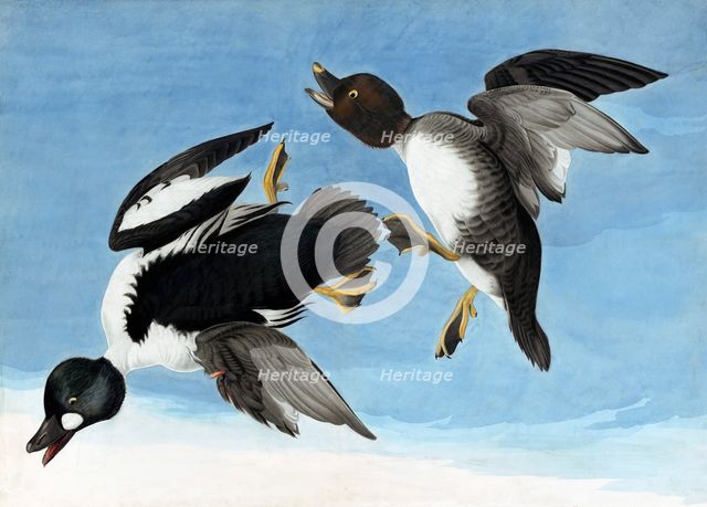 Common Goldeneye, 1845.