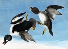 Common Goldeneye, 1845