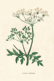 Common Hemlock c1891, (1891). Artist: Anne Pratt