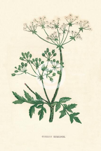 'Common Hemlock', c1891, (1891). Artist: Anne Pratt.