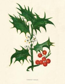 Common Holly c1891, (1891). Artist: Anne Pratt