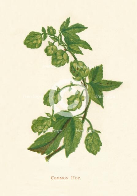 'Common Hop', c1891, (1891). Artist: Anne Pratt.