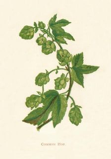 Common Hop c1891, (1891). Artist: Anne Pratt