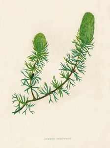 Common Hornwort c1891, (1891). Artist: Anne Pratt