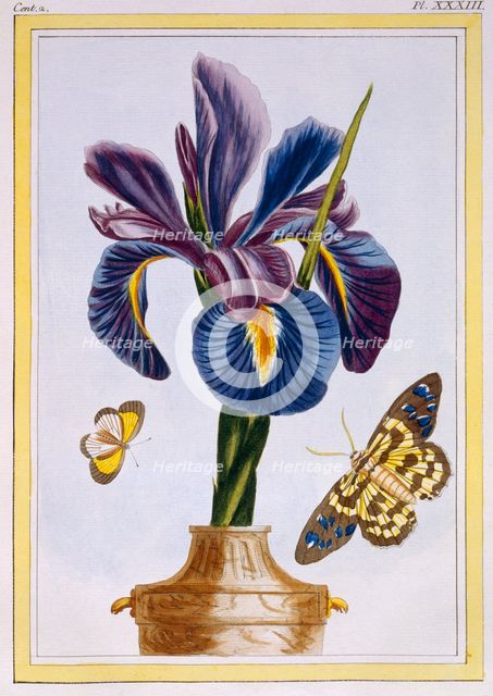Common Iris with Butterflies,  pub. 1776. Creator: Pierre Joseph Buchoz (1731-1807).
