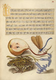 Common Pear, Lake Demoiselle, Moor Frog, and Hyacinth, 1561-1562; illumination added 1591-1596. Creator: Joris Hoefnagel