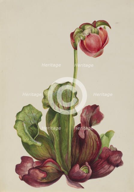 Common Pitcherplant (Sarracenia purpurea venosa), 1931. Creator: Mary Vaux Walcott.